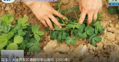果勻、增產(chǎn)、品相好:大連開(kāi)發(fā)區(qū)德勝村羊山湖屯(2020年7月)