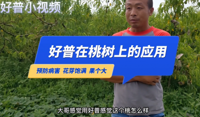 預(yù)防病害、花芽飽滿、果個(gè)大：普蘭店市星臺(tái)鎮(zhèn)上尹屯油八桃（2022.7.25）