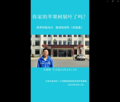 提高抗逆性、營養(yǎng)回流：大連市金州區(qū)三十里堡街道（2024.4.12）